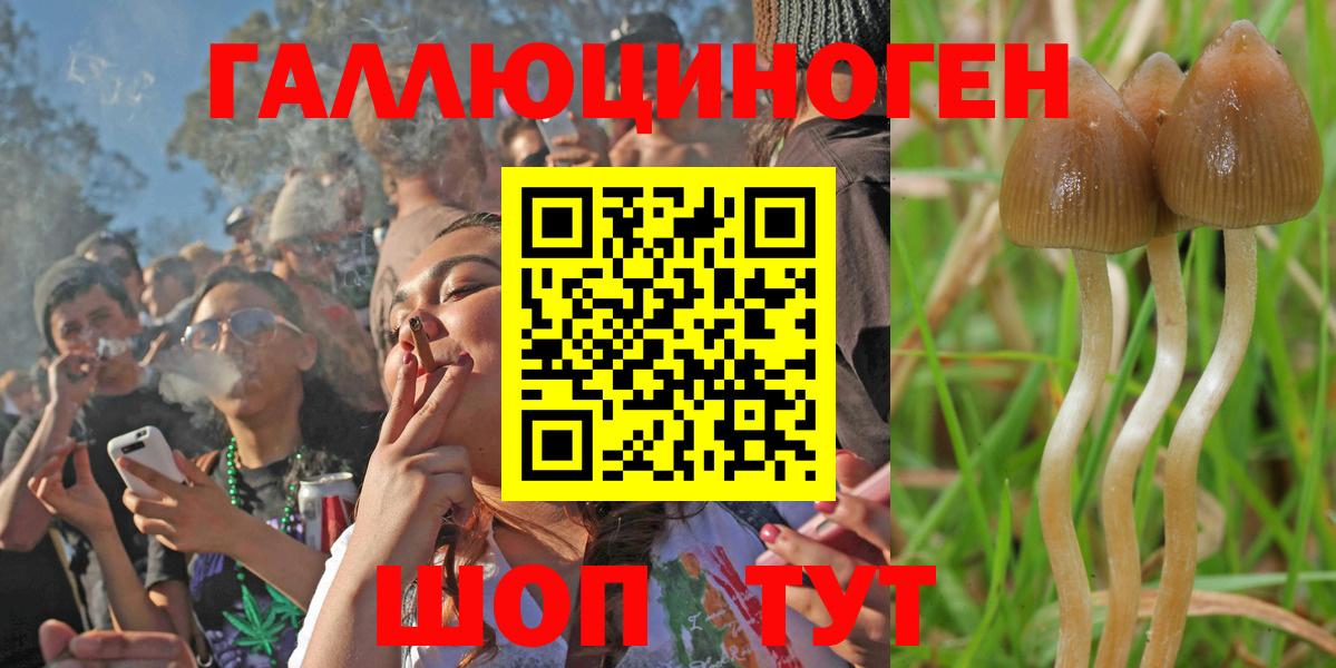 Галлюциногенные грибы Psilocybine cubensis Вичуга